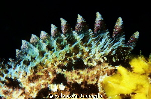 PINNA DORSALE SCORFANO by Salvatore Ianniello 